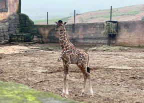 زرافة تولد بالمحمدية… سيدي موسى المجدوب تخطف الأضواء وتكرس رهانا سياحيا واعدا