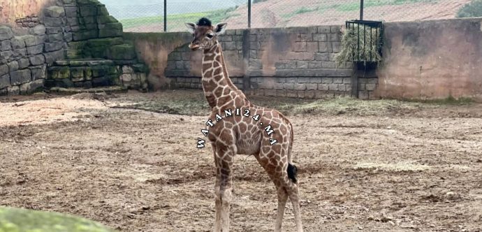 زرافة تولد بالمحمدية… سيدي موسى المجدوب تخطف الأضواء وتكرس رهانا سياحيا واعدا